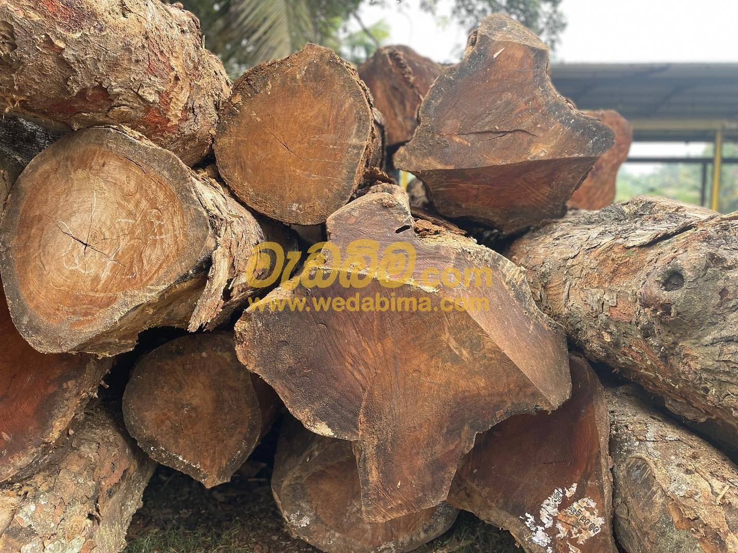 Jack wood gampaha
