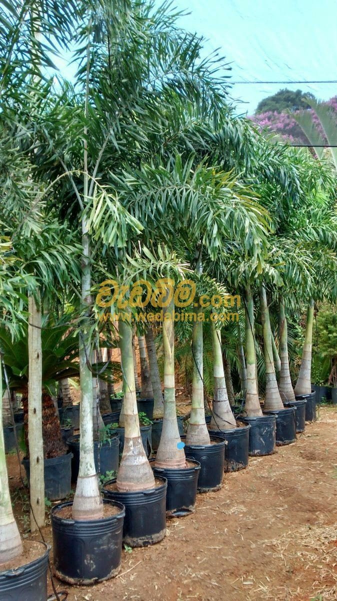 Garden Plants in Sri Lanka