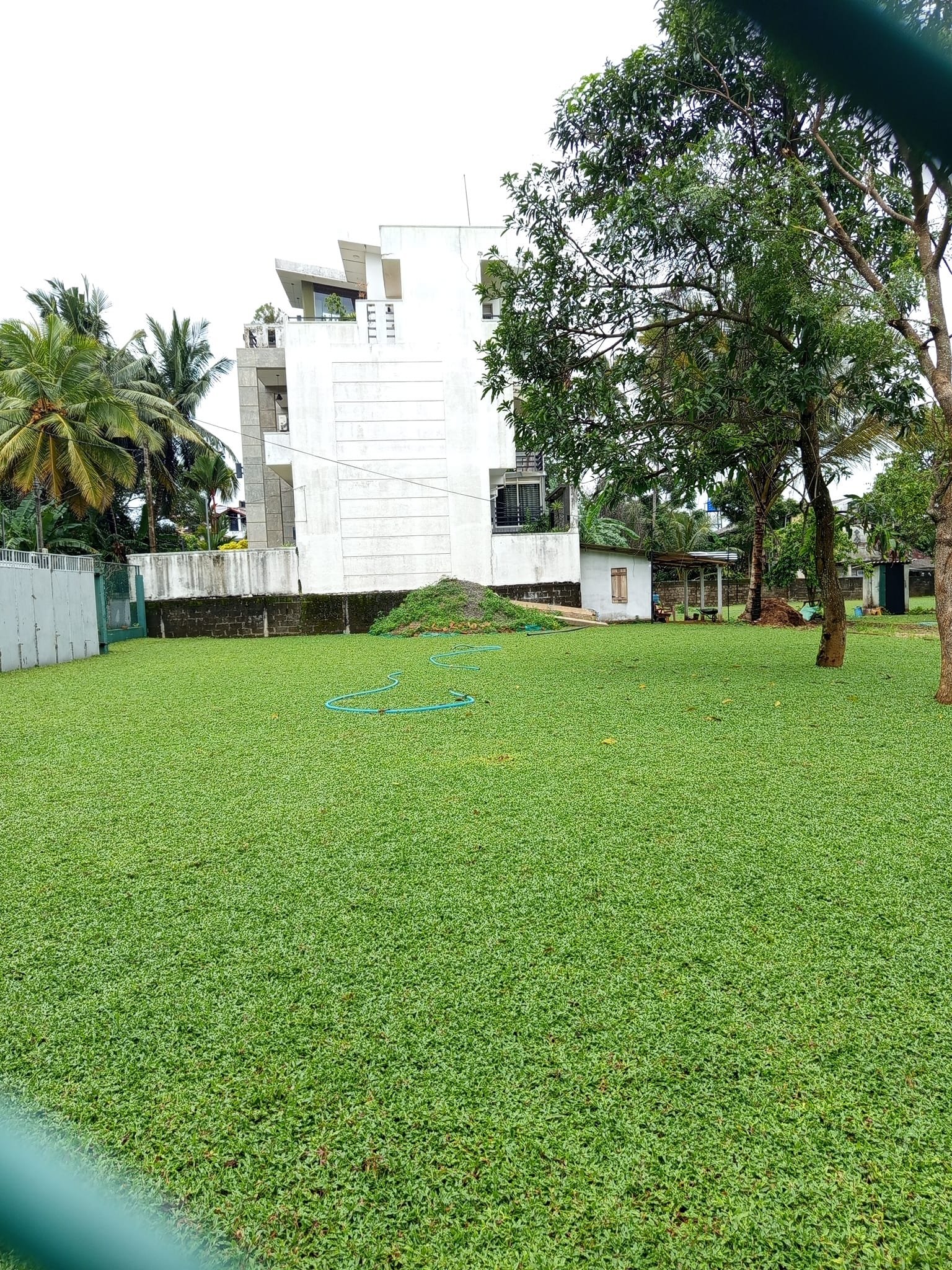 Other image 202508/malaysian-grass-suppliers-in-wennappuwa-wedabima-311b5f76aa.jpg