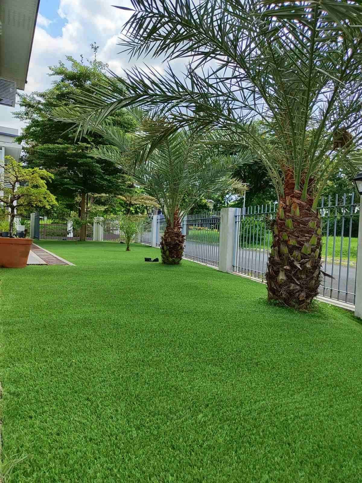 Other image 202508/malaysian-grass-suppliers-in-wennappuwa-wedabima-b15a7dff54.jpg