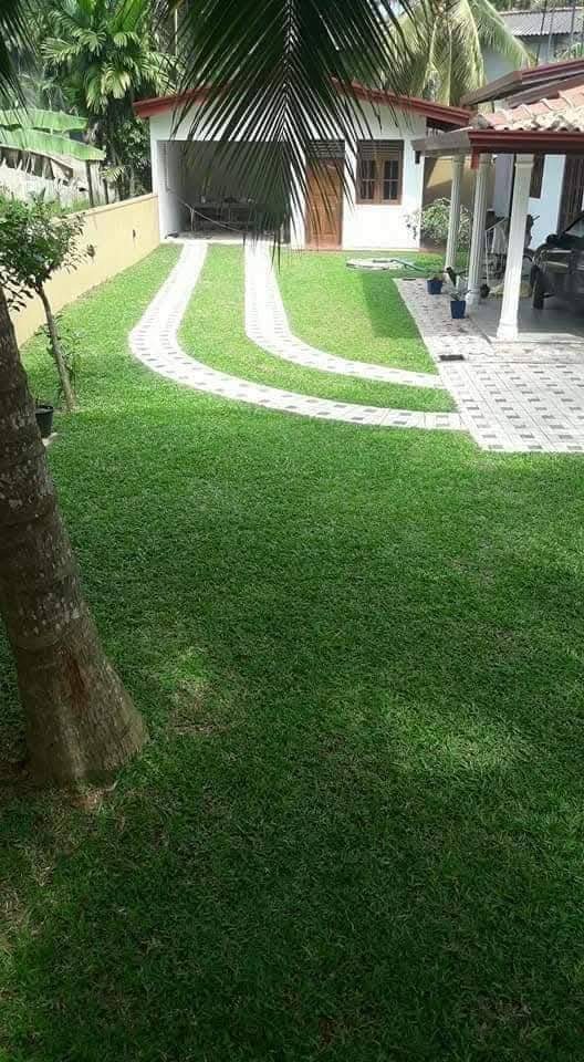 Other image 202508/malaysian-grass-suppliers-in-wennappuwa-wedabima-c0556da3fc.jpg