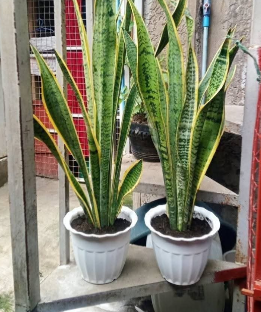 Other image 202508/plant-price-in-colombo-wedabima-44d1a0edc3.png