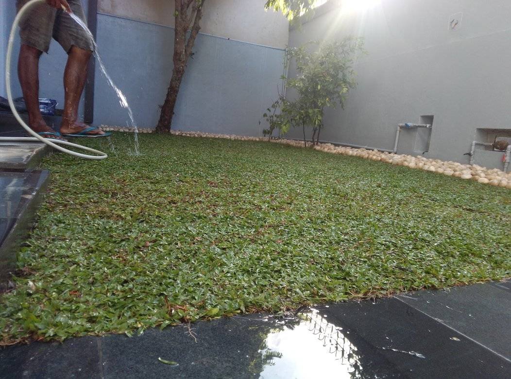 Other image 202510/landscaping-gardening-solutions-colombo-wedabima-958697d104.jpg